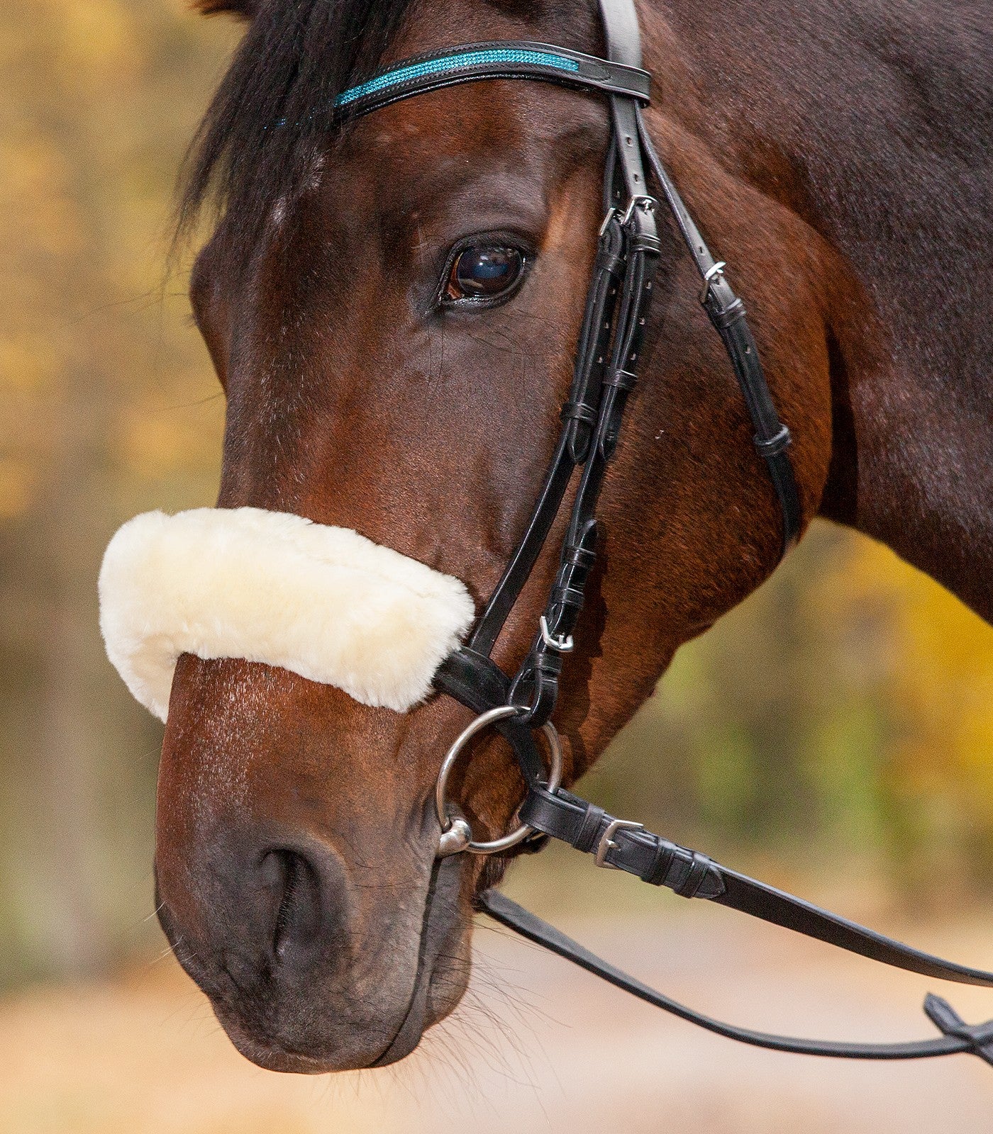 A close-up of a horse wearing a white lambskin noseband sleeve.