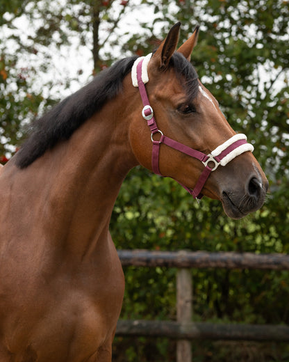 A close-up side profile of a brown horse wearing a burgundy and white halter with silver metal rings, set against a blurred background of green trees and a wooden fence.