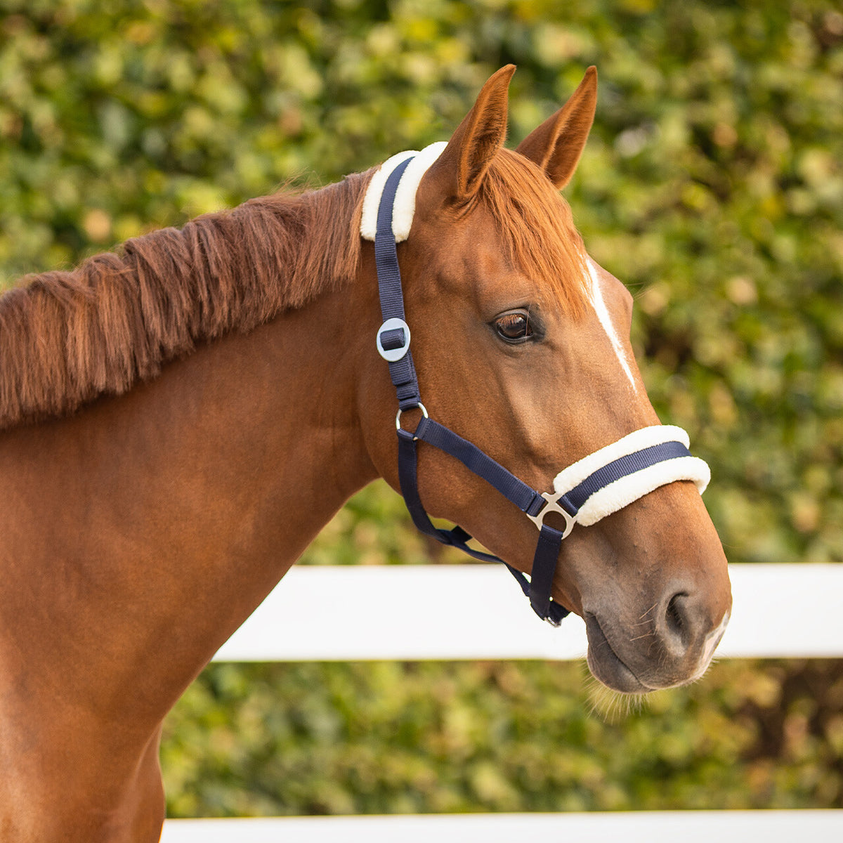 A close-up side profile of a brown horse wearing a navy blue and white halter against a blurred green hedge background.