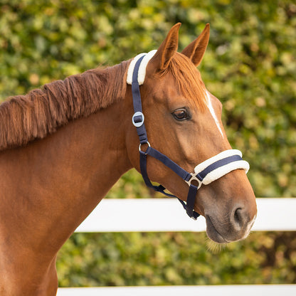 A close-up side profile of a brown horse wearing a navy blue and white halter against a blurred green hedge background.