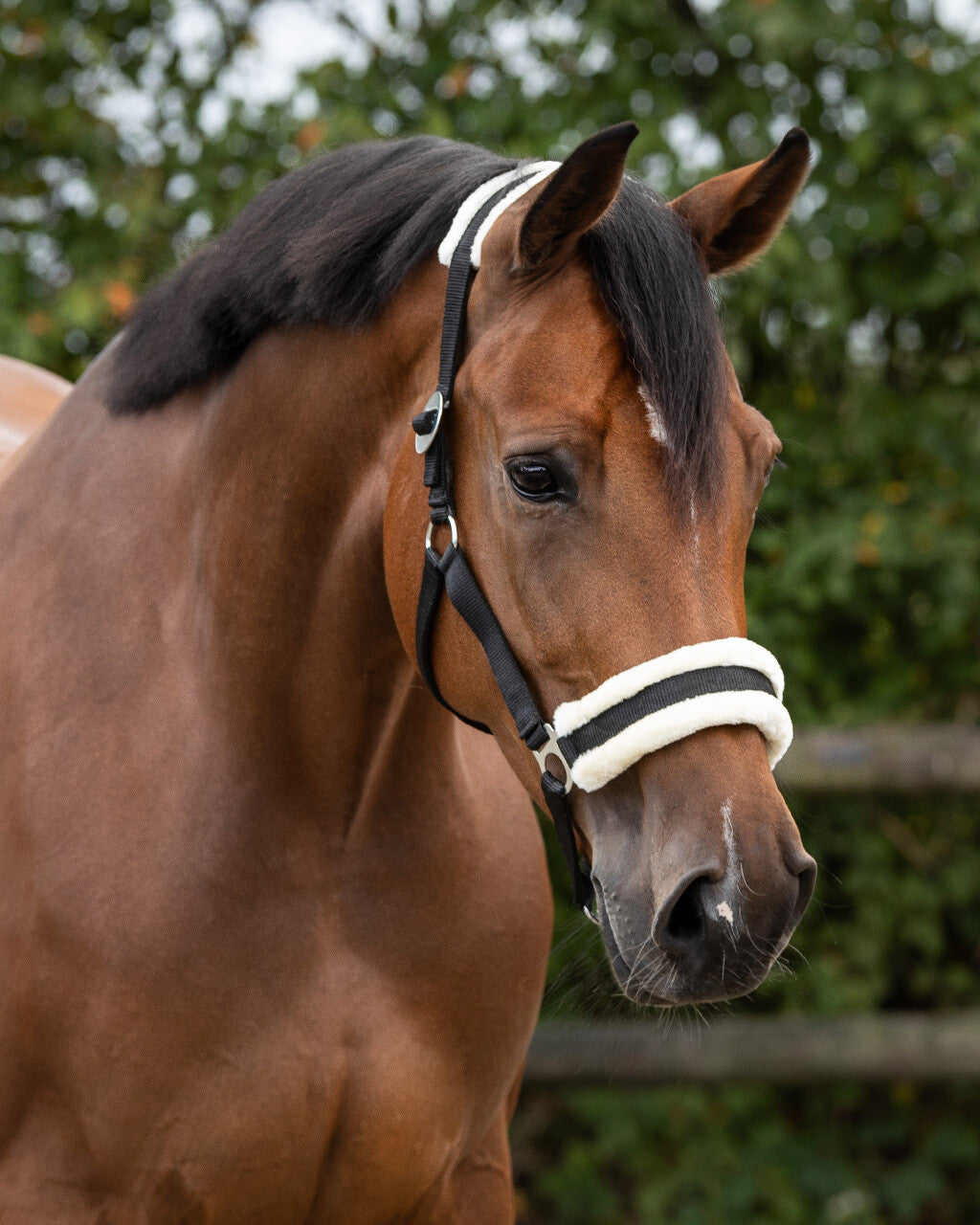 A close-up of a brown horse wearing a black and white halter with a white noseband, set against a blurred green outdoor background.