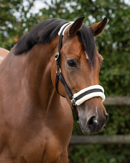 A close-up of a brown horse wearing a black and white halter with a white noseband, set against a blurred green outdoor background.
