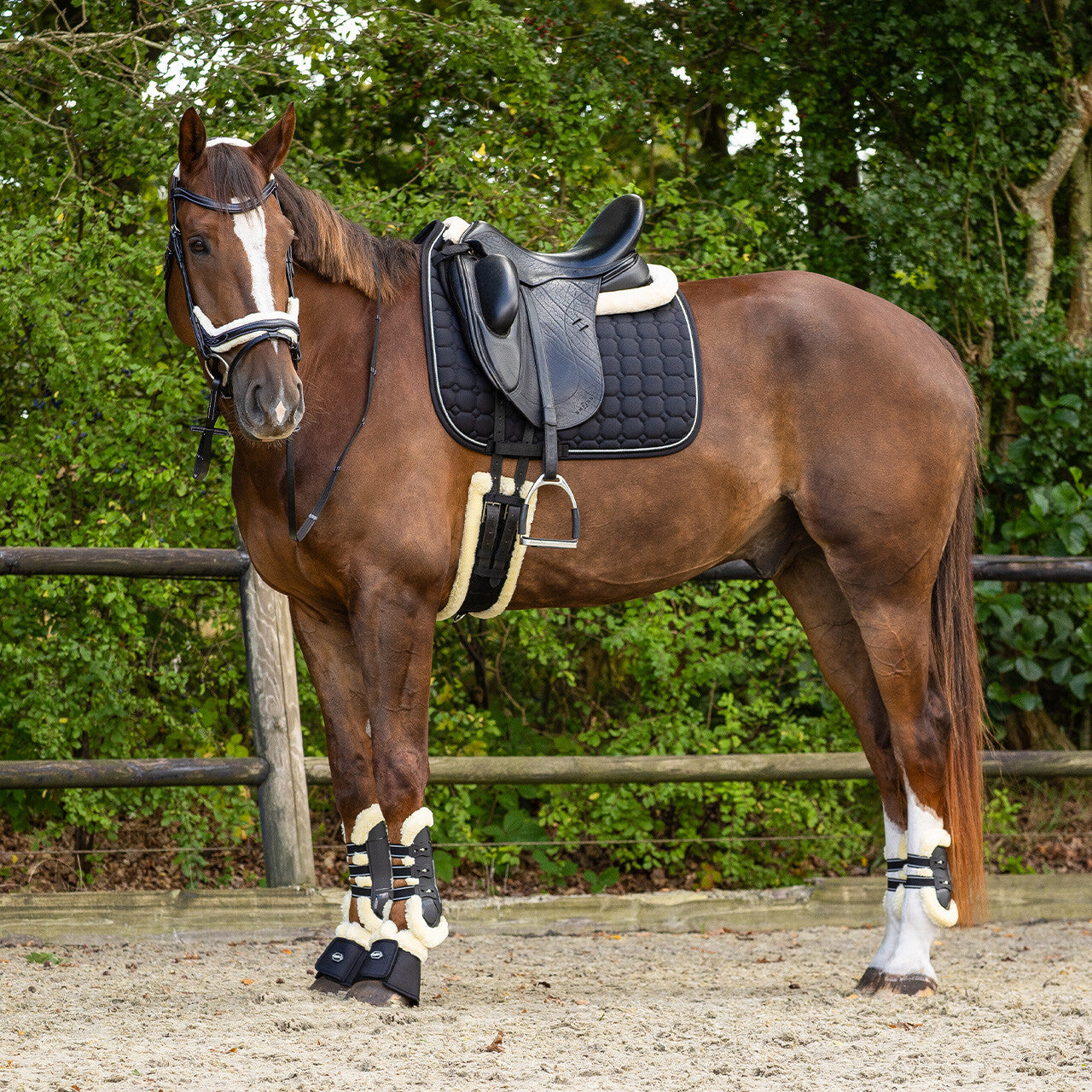 Fetlock boots Ontario