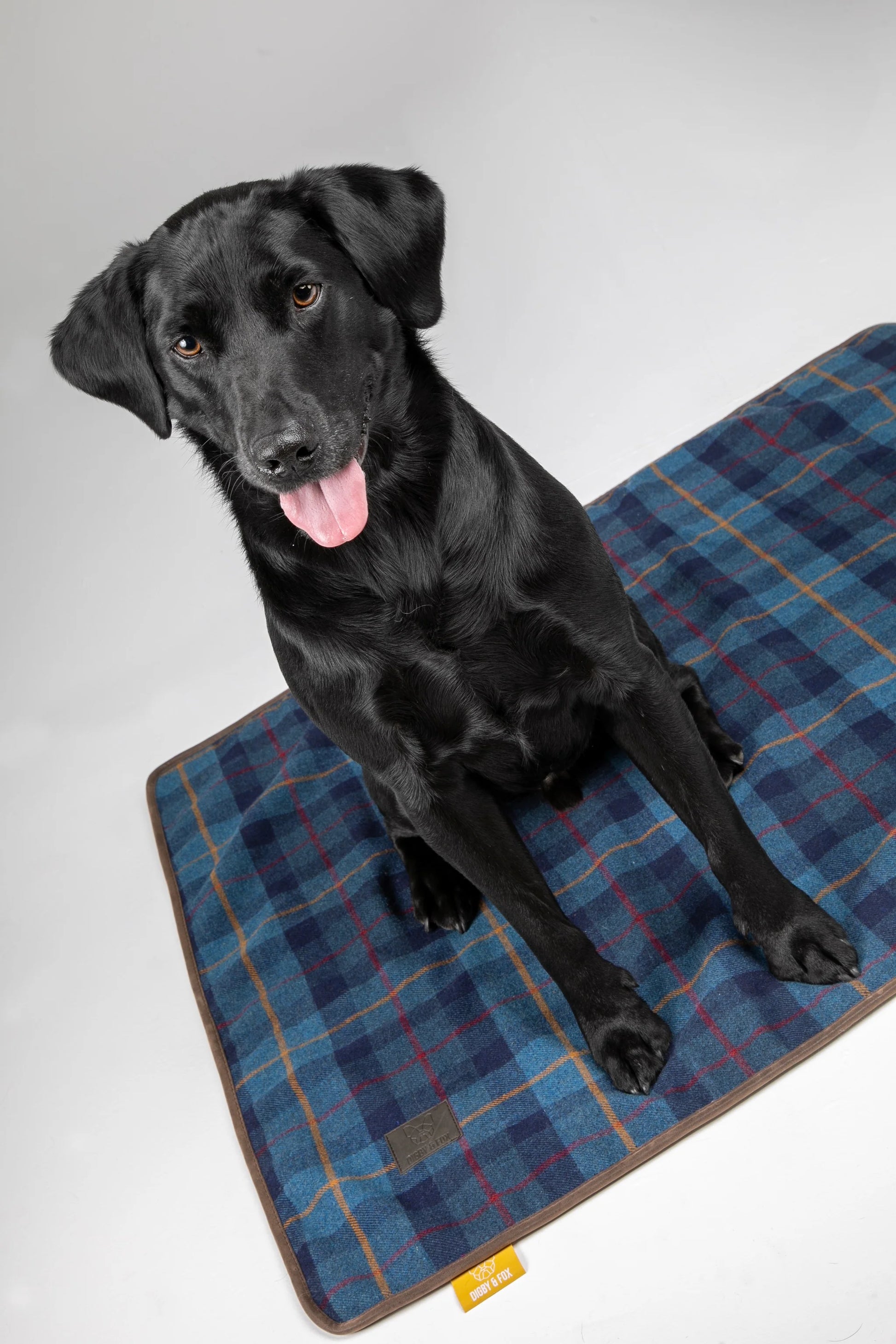 Black dog sitting on a blue plaid blanket with a white background

Available at Nice equestrian Wukair Doha Qatar