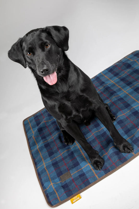 Black dog sitting on a blue plaid blanket with a white background

Available at Nice equestrian Wukair Doha Qatar