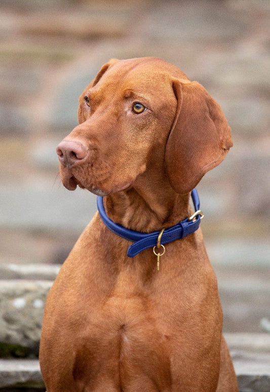 Brown dog wearing a blue collar sitting outdoors with a blurred background.
Available with Nice equestrian Wukair Doha Qatar