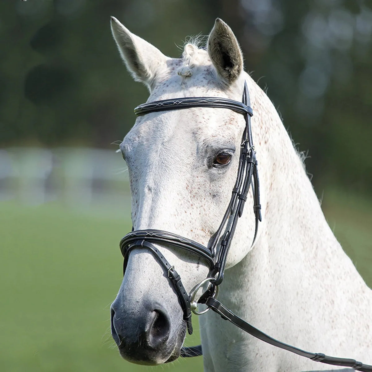 Avignon Padded Raised Flash Bridle