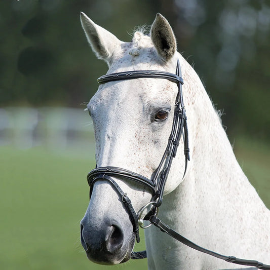 Avignon Padded Raised Flash Bridle