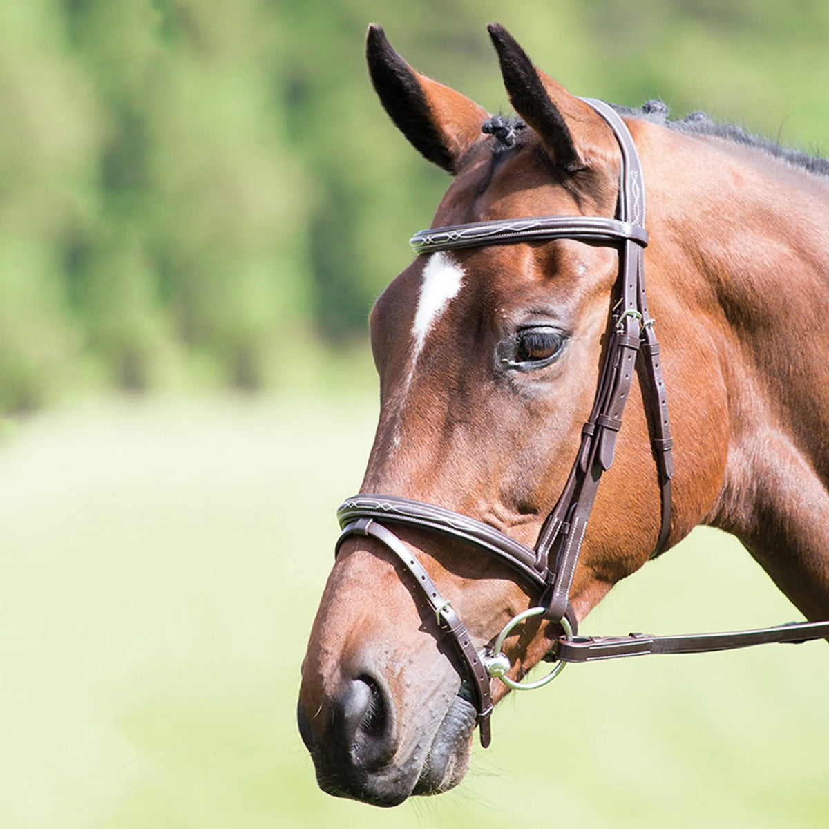Avignon Padded Raised Flash Bridle