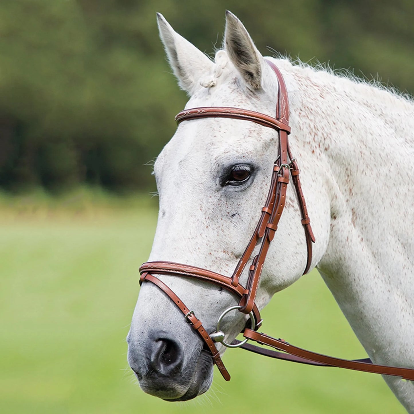 Avignon Padded Raised Flash Bridle