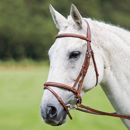 Avignon Padded Raised Flash Bridle