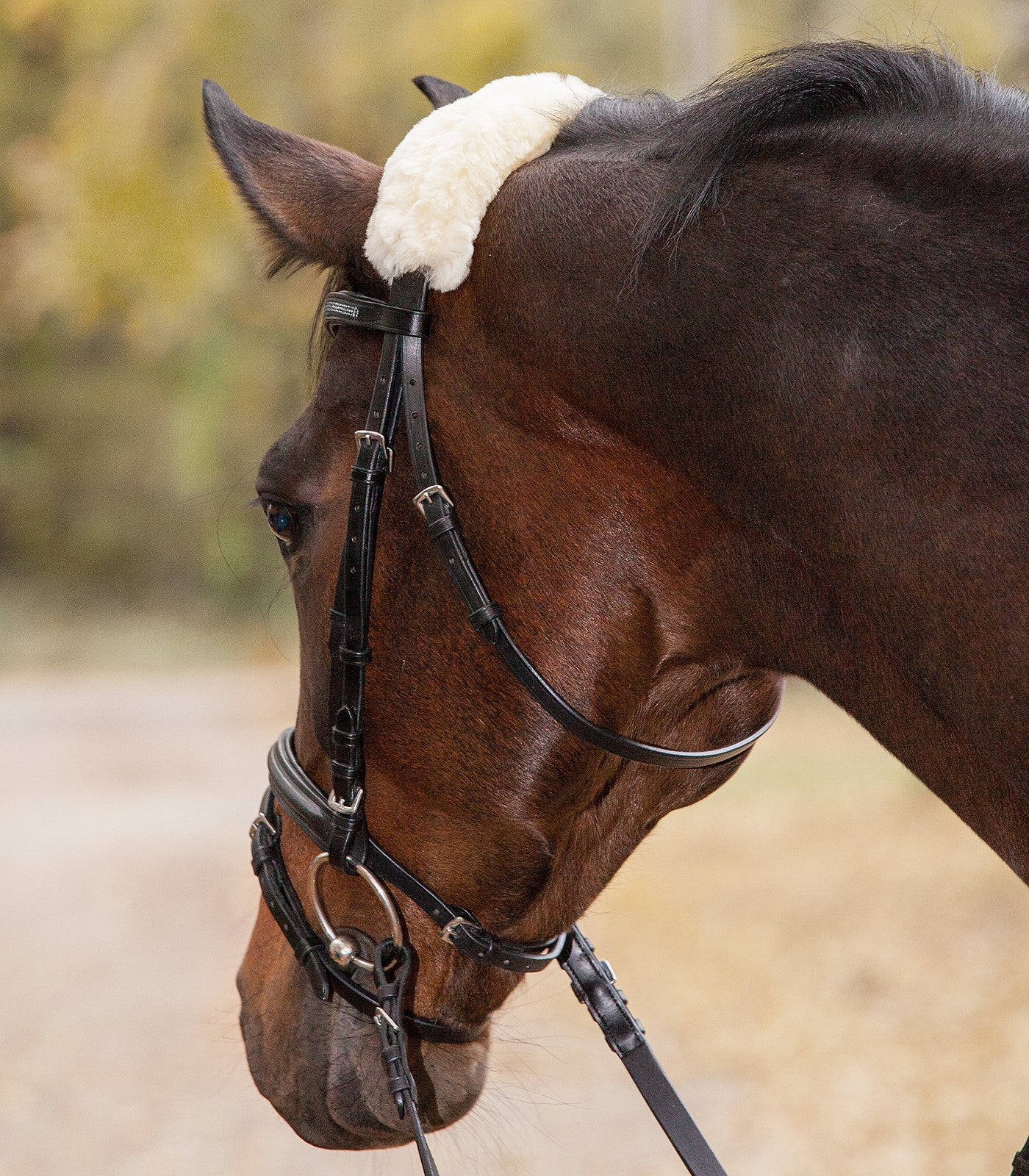 A close-up of a horse wearing a White lambskin noseband sleeve.