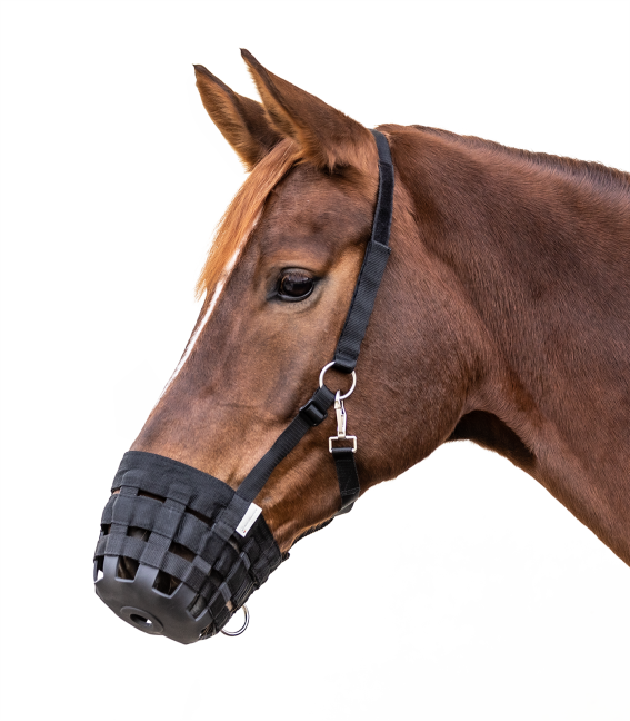 A brown horse wearing a black adjustable grazing muzzle.