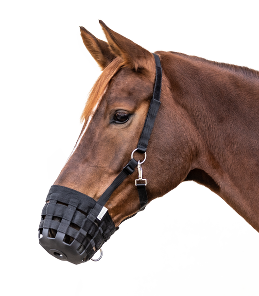 A brown horse wearing a black adjustable grazing muzzle.